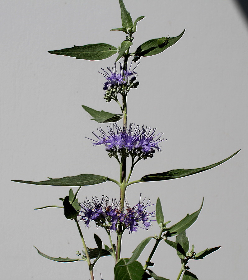 Image of Caryopteris &times; clandonensis specimen.