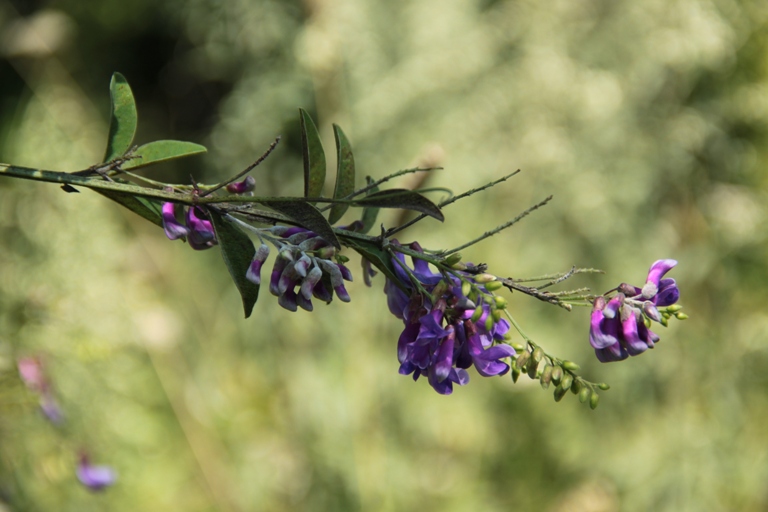 Изображение особи семейство Fabaceae.