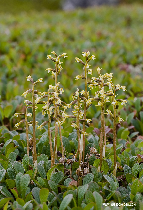 Image of Corallorhiza trifida specimen.