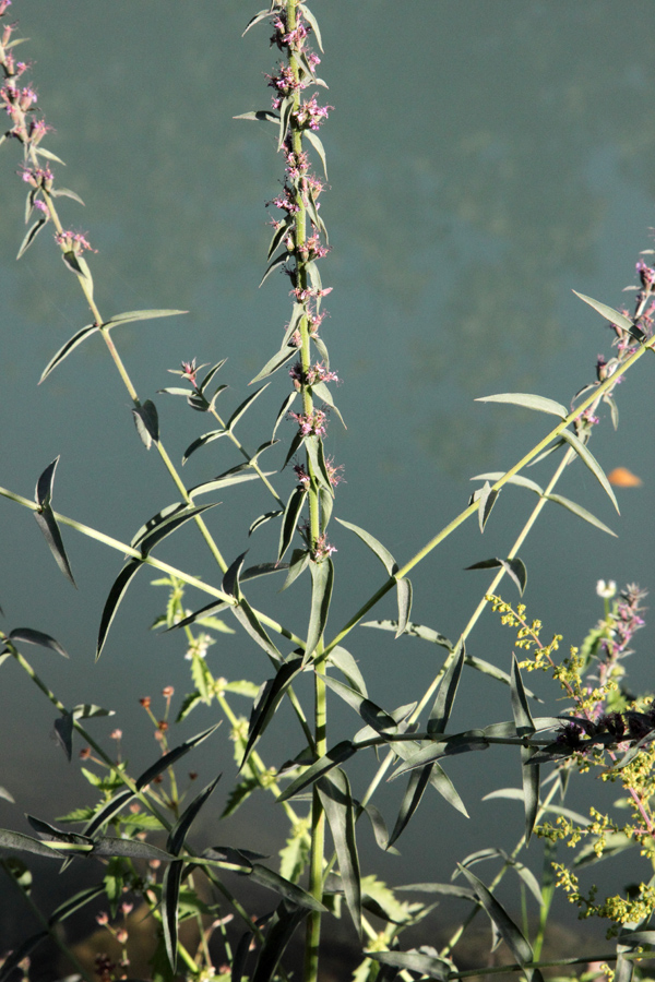 Image of Lythrum salicaria specimen.