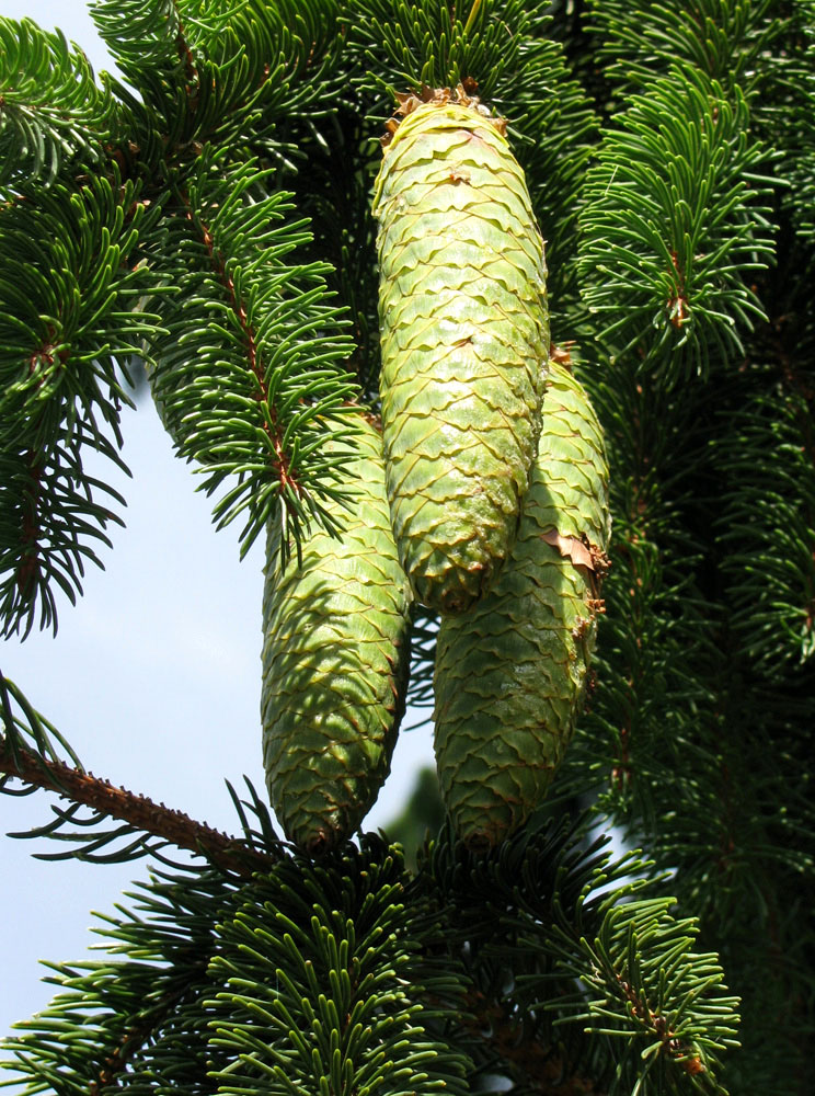 Image of Picea abies specimen.