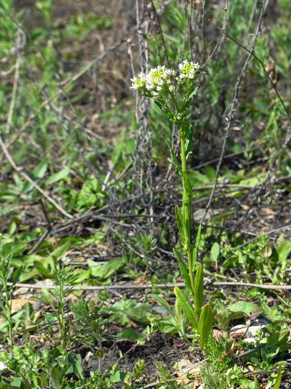 Image of Thlaspi arvense specimen.