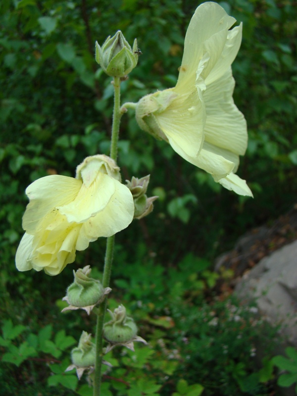 Изображение особи Alcea kusariensis.