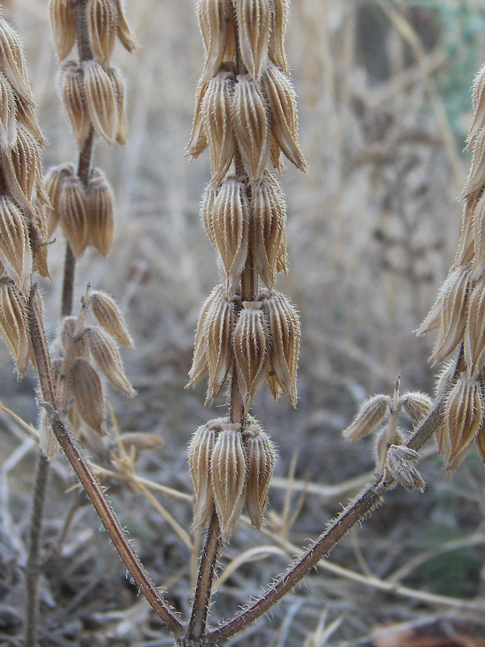 Image of Salvia viridis specimen.