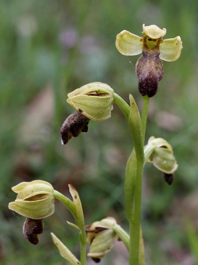 Изображение особи Ophrys fusca.
