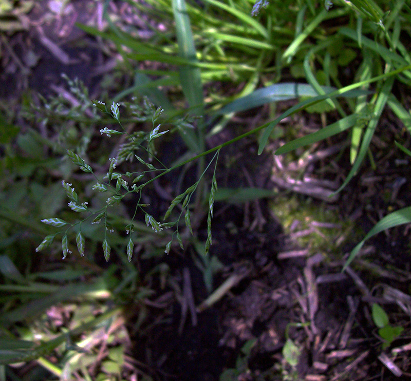 Image of Poa annua specimen.