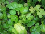 Marsilea mutica