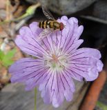 Geranium wlassovianum. Цветок с сидящими мухами (вверху - муха-журчалка). Республика Бурятия, Баунтовский эвенкийский р-н, пос. Северный, в культуре (местный вид). Конец июля 2012 г.