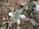 Lamium tomentosum. Растение снято в районе перевала Палибаши, на высоте около 3500 м.