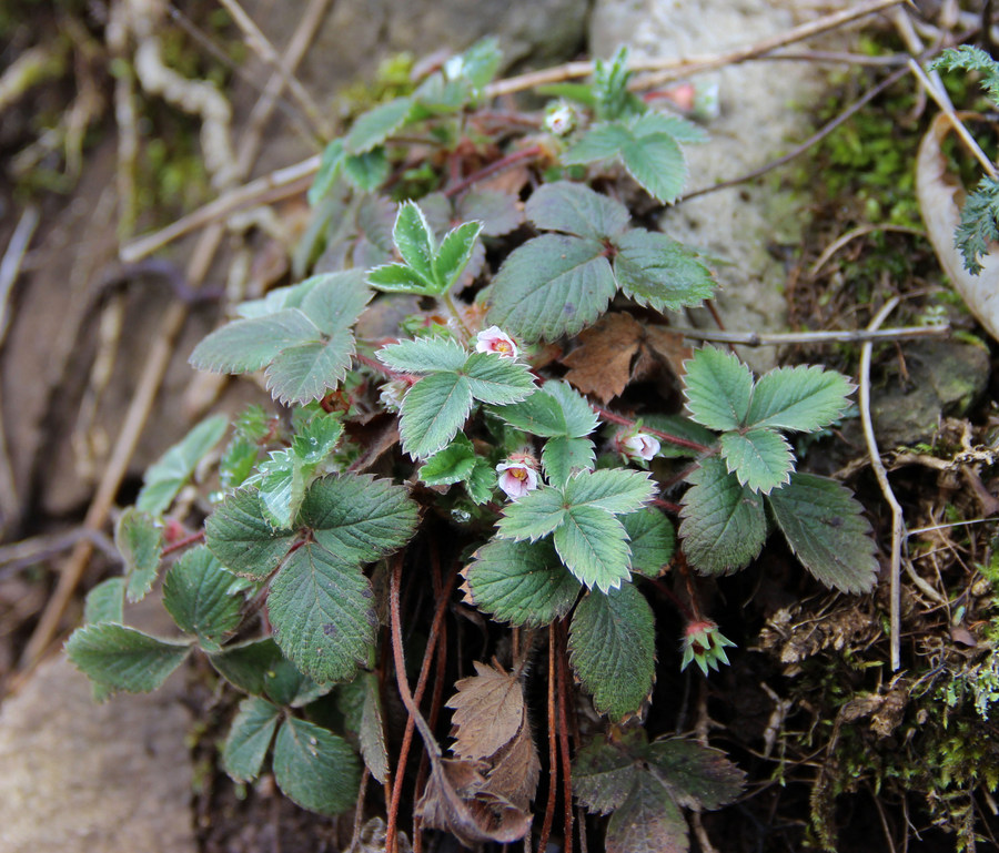 Изображение особи Potentilla micrantha.