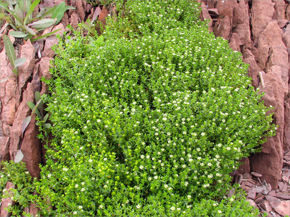 Image of Honckenya peploides ssp. diffusa specimen.