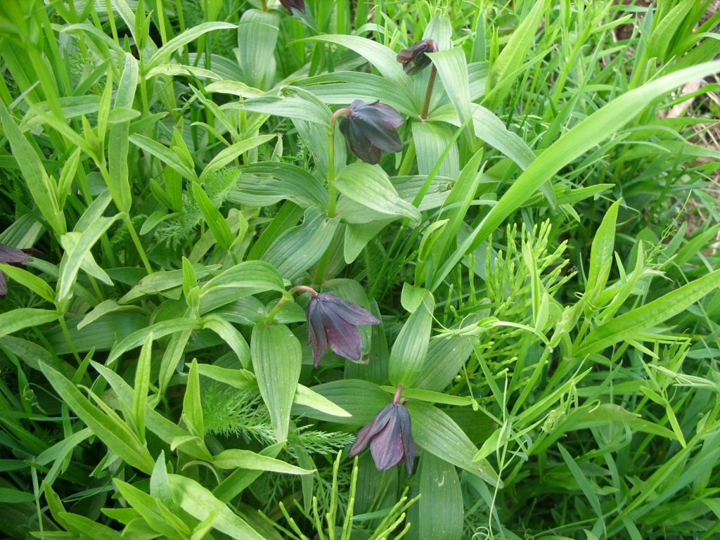 Изображение особи Fritillaria camschatcensis.