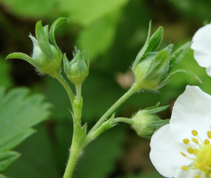 Изображение особи Fragaria viridis.