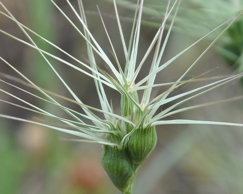 Image of Aegilops geniculata specimen.