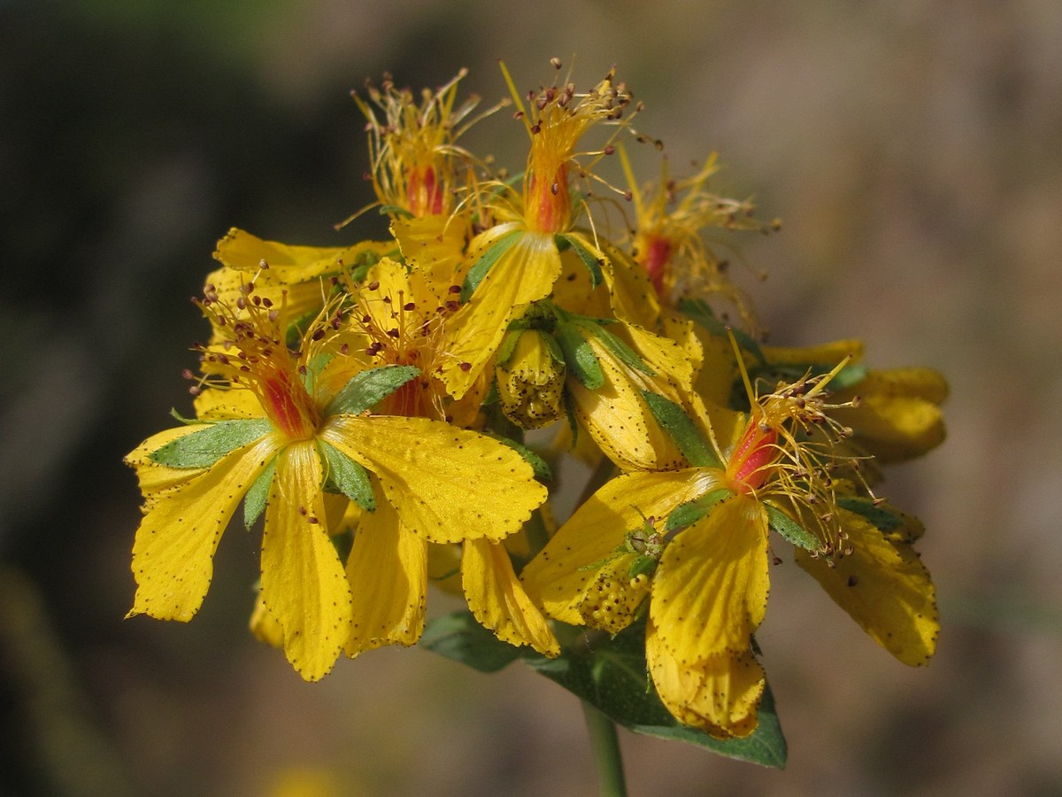 Image of Hypericum bithynicum specimen.