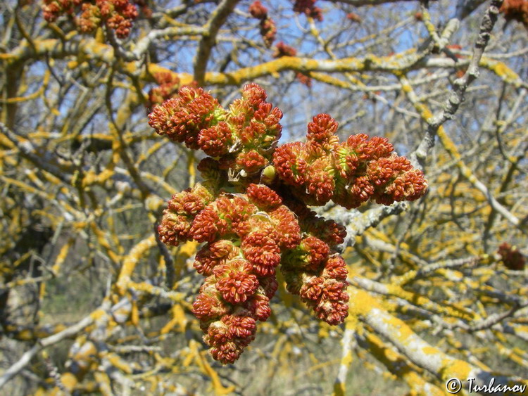 Image of Pistacia mutica specimen.