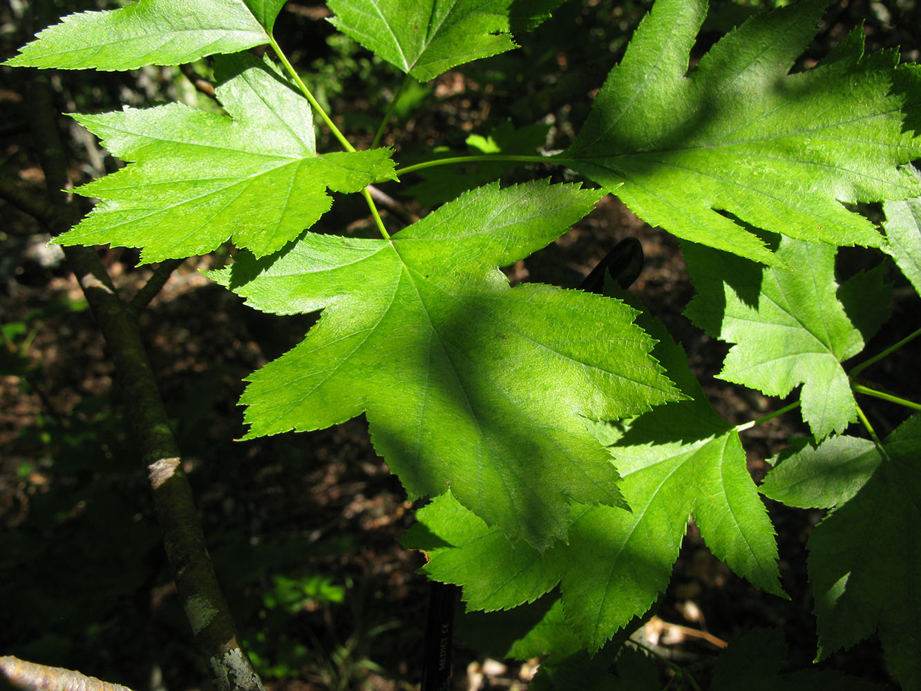 Изображение особи род Crataegus.