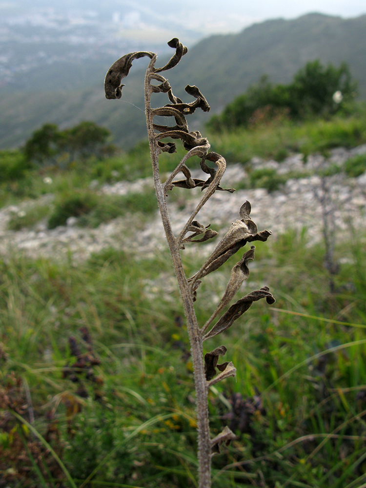 Image of Centaurea salonitana specimen.