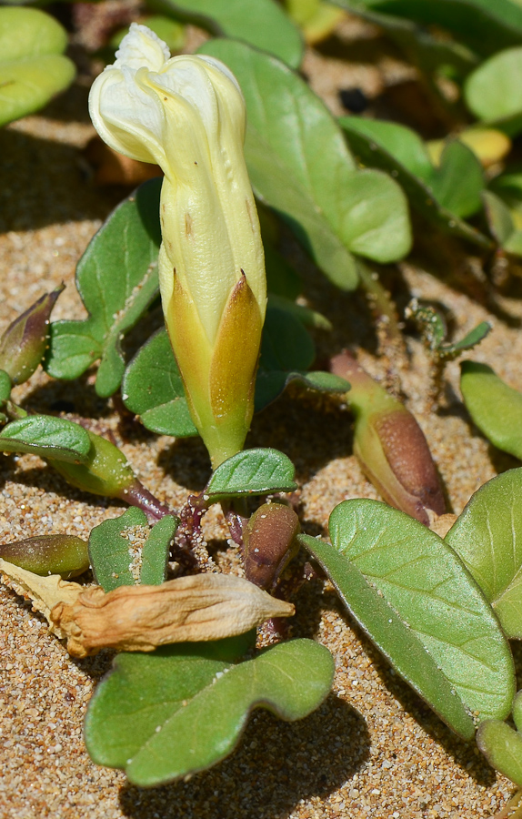 Image of Ipomoea imperati specimen.