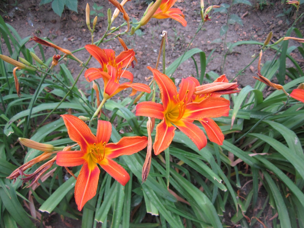 Image of Hemerocallis fulva specimen.