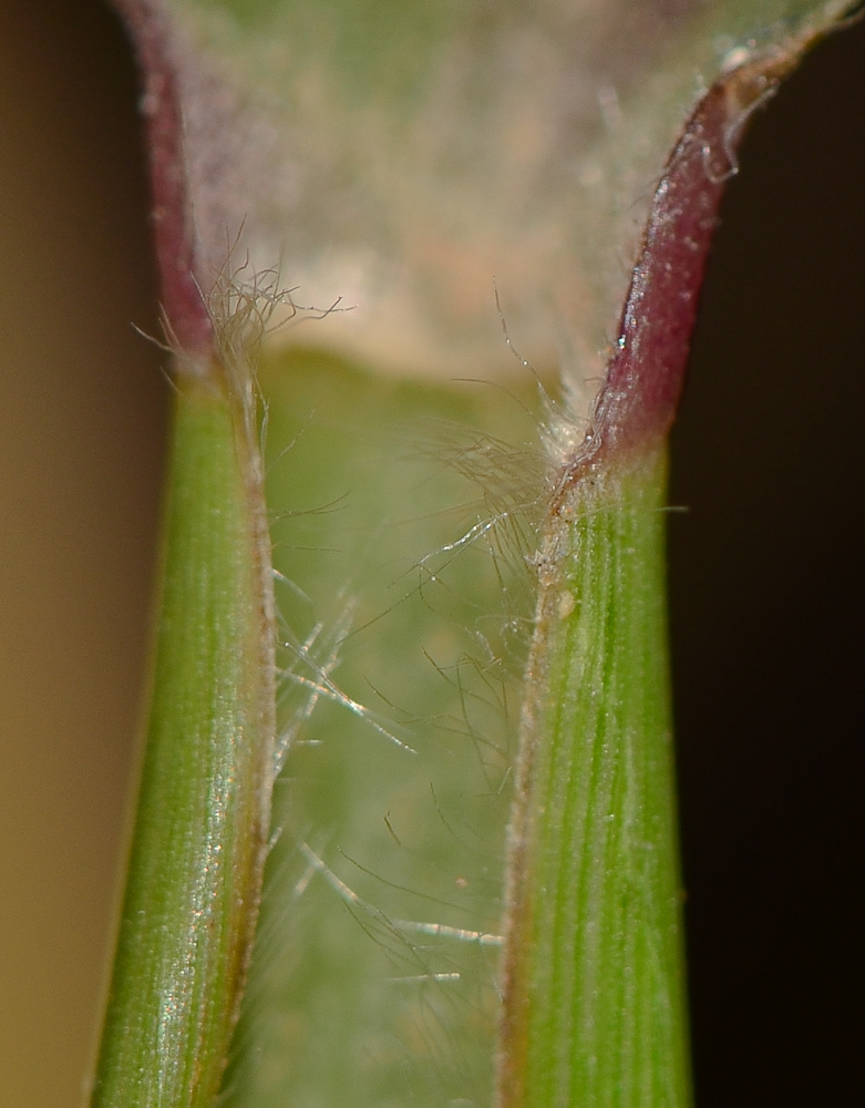 Image of Pennisetum setaceum specimen.