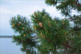 Pinus friesiana. Ветвь с молодыми побегами, микростробилами и шишкой. Карелия, берег одного из островов на оз. Топозеро. 12.06.2013.