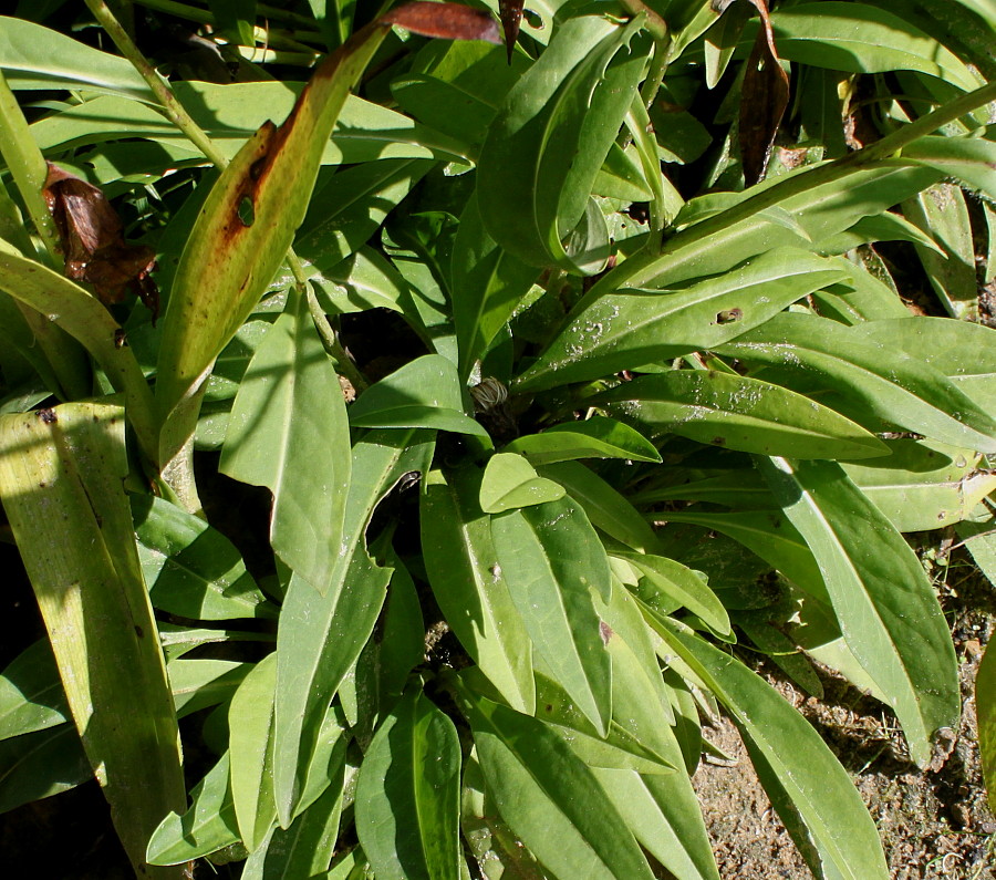 Изображение особи Stokesia laevis.