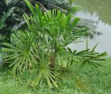 Licuala spinosa. Вегетирующее растение. Таиланд, национальный парк Си Пханг-нга. 19.06.2013.