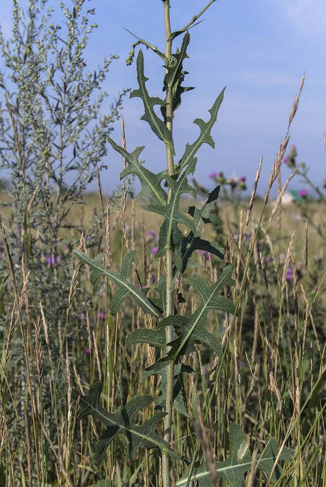 Изображение особи Lactuca serriola.