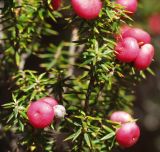 Leptecophylla juniperina. Часть ветви с плодами. Австралия, о. Тасмания, национальный парк \"Крэдл Маунтин\". 26.02.2009.