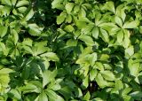 Pachysandra terminalis