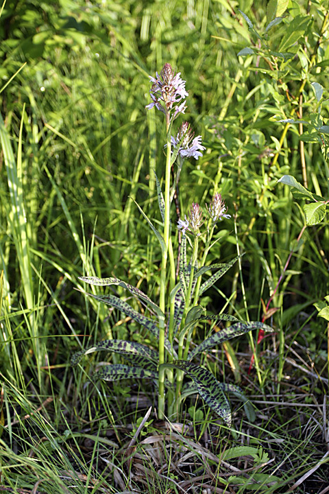 Image of Dactylorhiza fuchsii specimen.