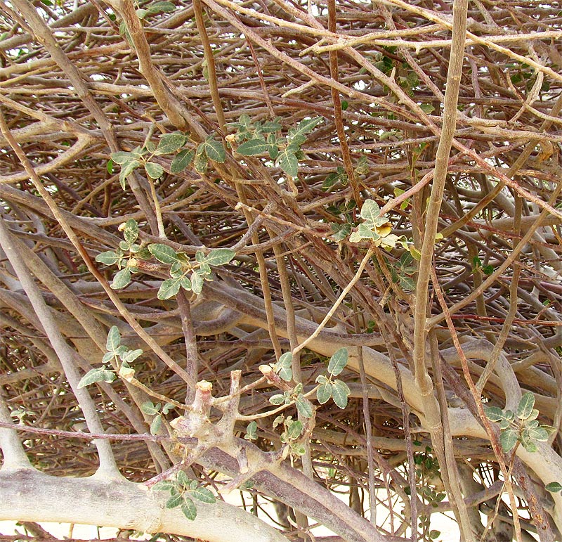 Image of familia Burseraceae specimen.