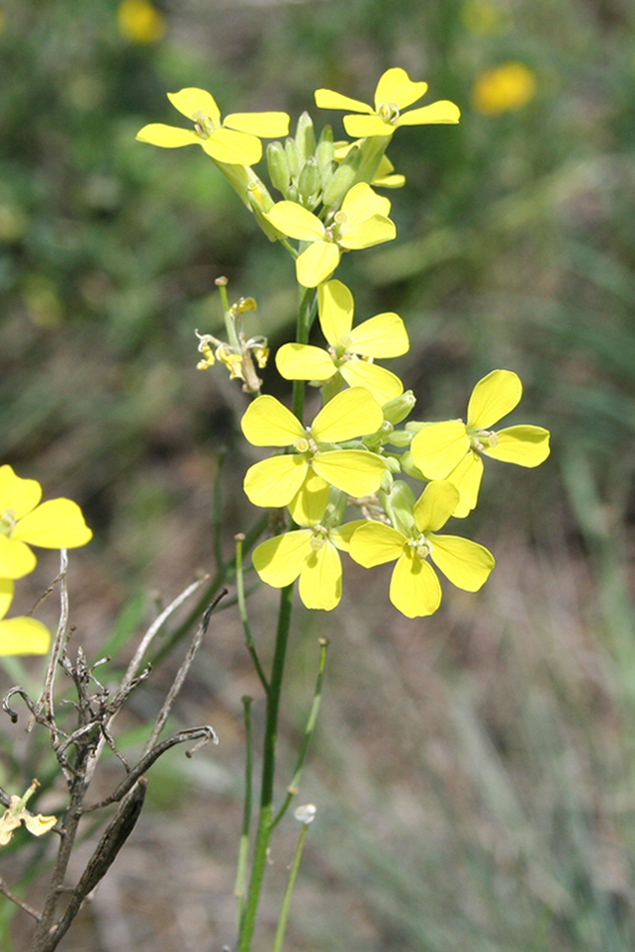 Image of Erysimum canescens specimen.