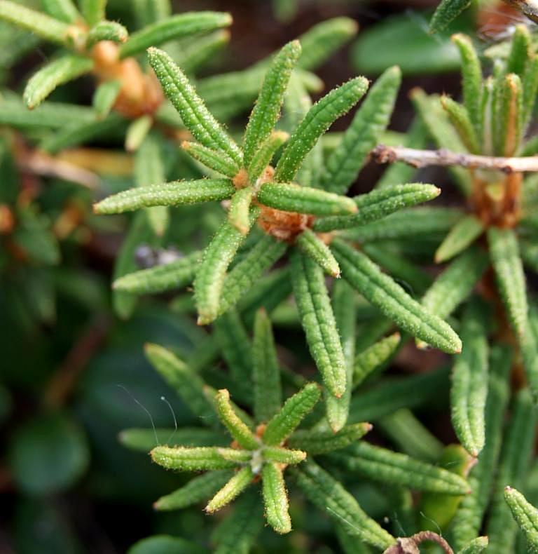 Image of Ledum decumbens specimen.