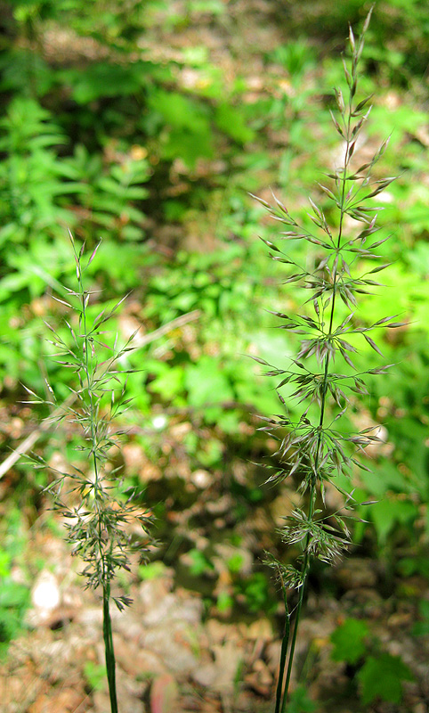 Image of Calamagrostis arundinacea specimen.