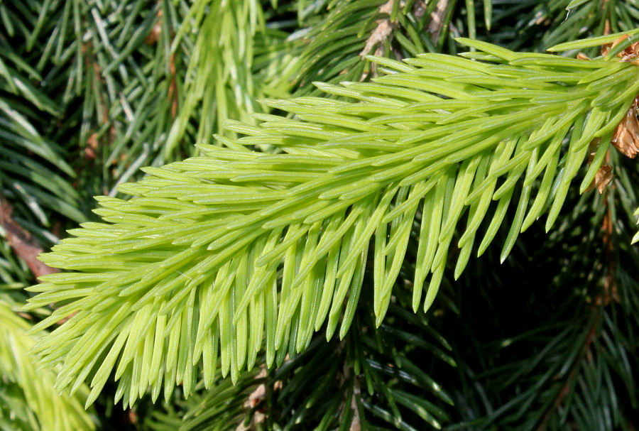 Image of Picea abies specimen.