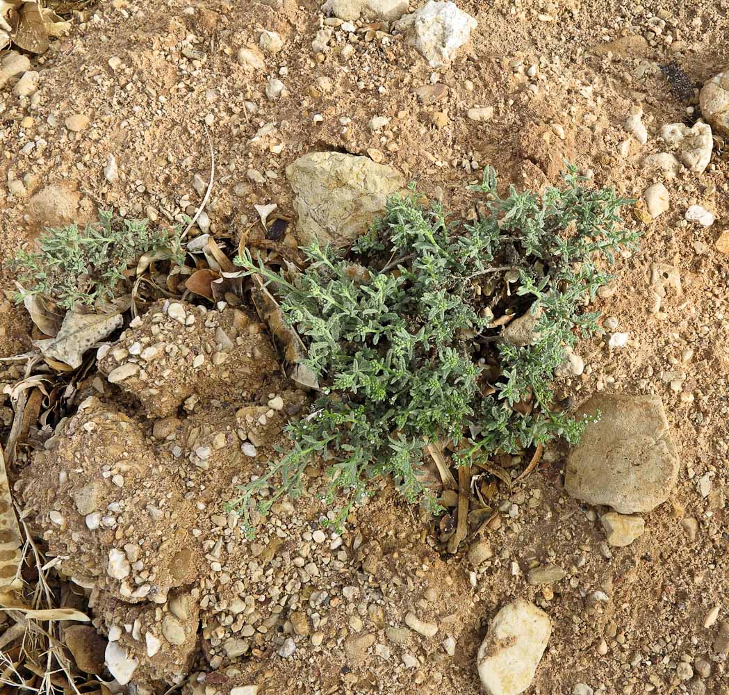 Image of Heliotropium bacciferum specimen.