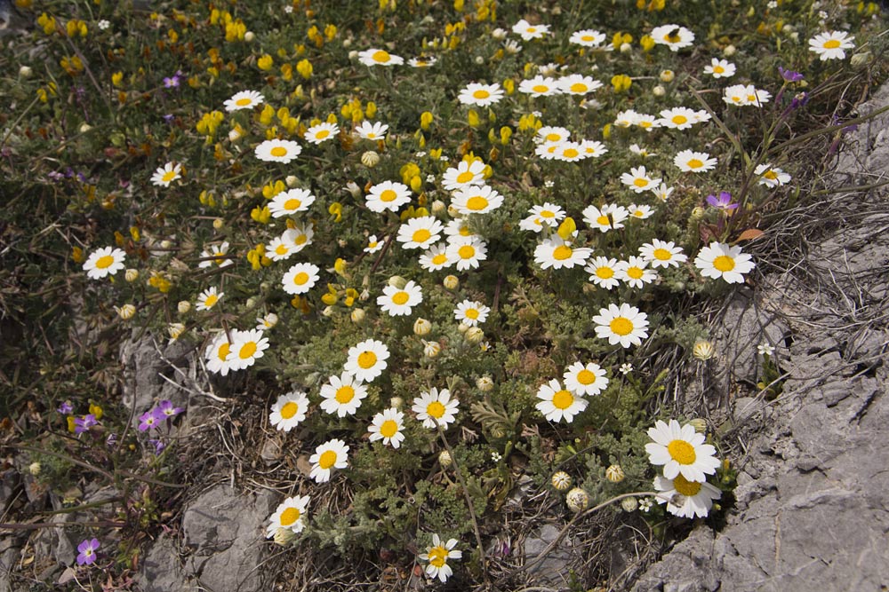 Image of Anthemis tomentosa specimen.