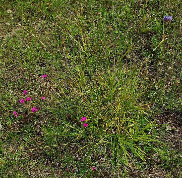 Image of Carex pallescens specimen.