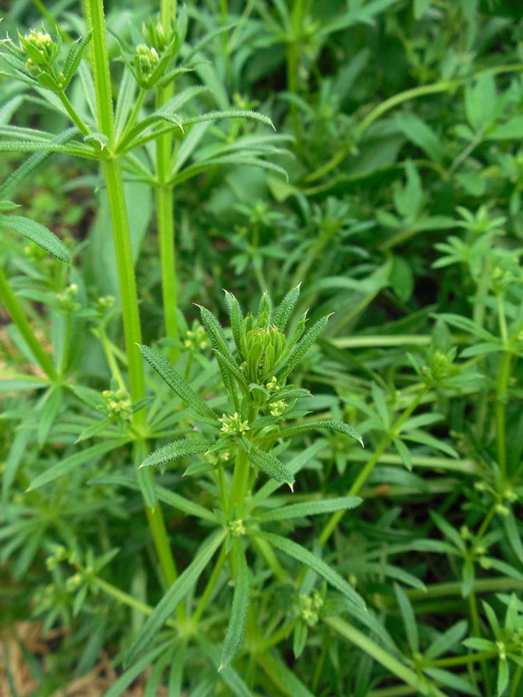 Image of Galium vaillantii specimen.