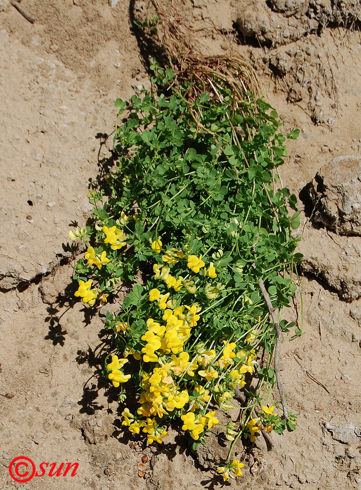 Image of Lotus corniculatus specimen.