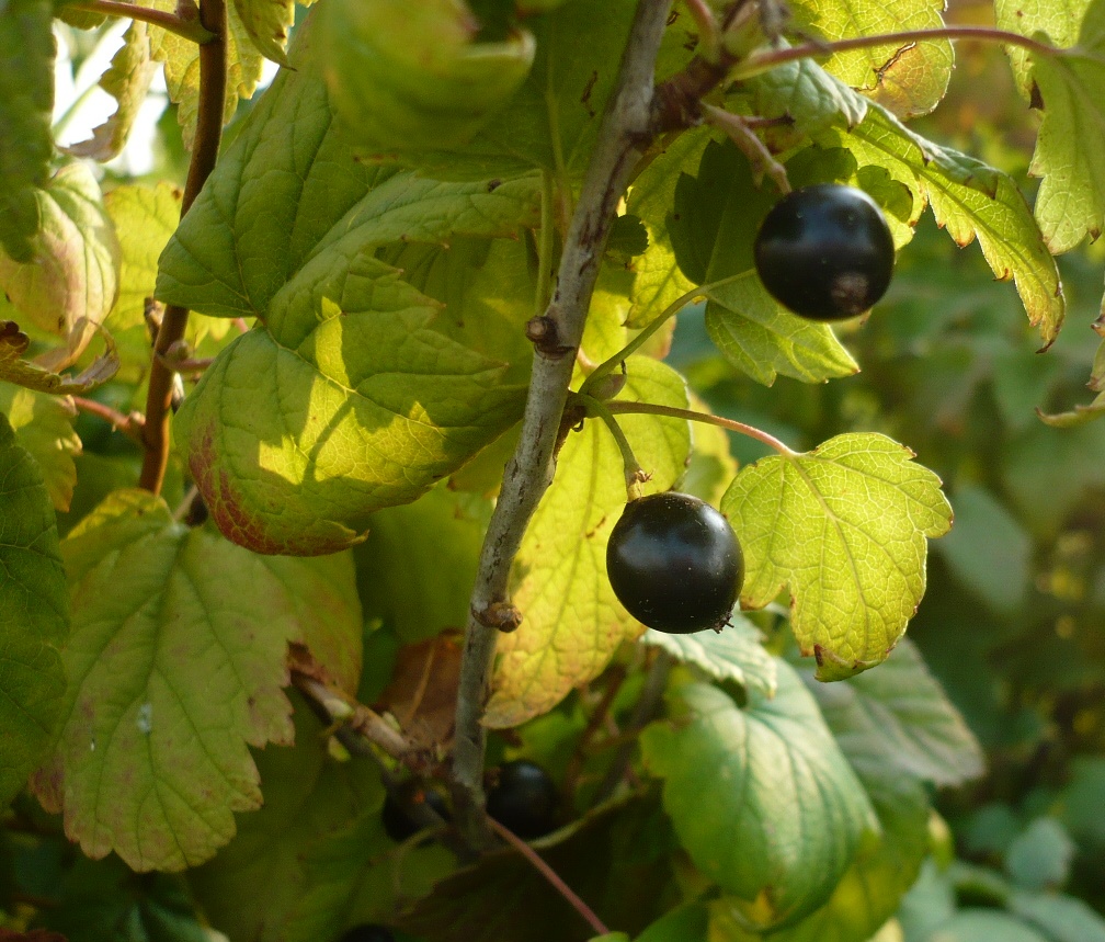 Image of Ribes nigrum specimen.