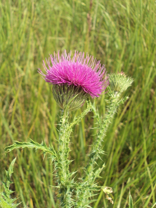 Изображение особи Carduus acanthoides.