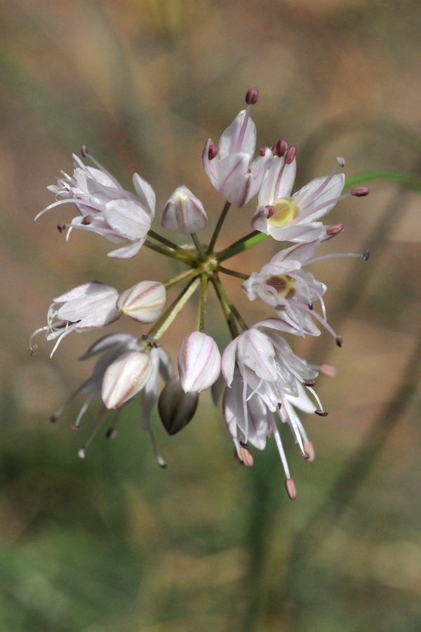 Image of Allium daghestanicum specimen.