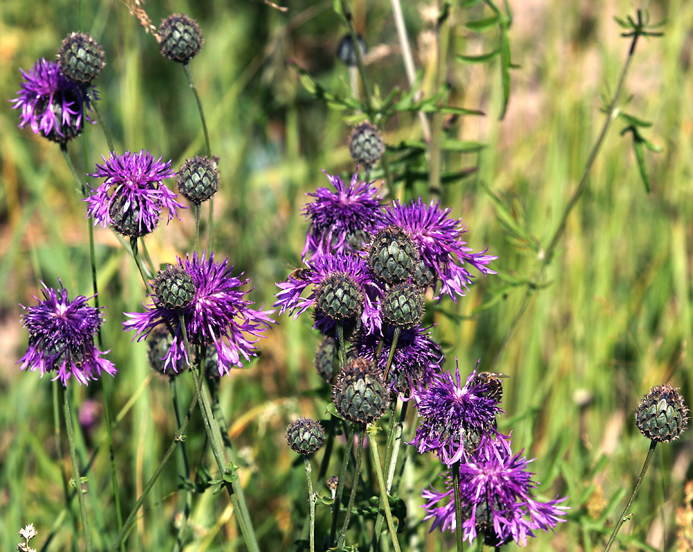 Изображение особи Centaurea scabiosa.