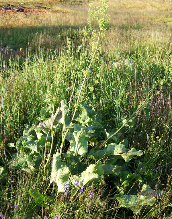 Image of Rumex confertus specimen.