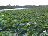 Nelumbo caspica