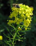 Sisymbrium loeselii. Соцветие. Республика Татарстан, г. Бавлы. 12.09.2009.