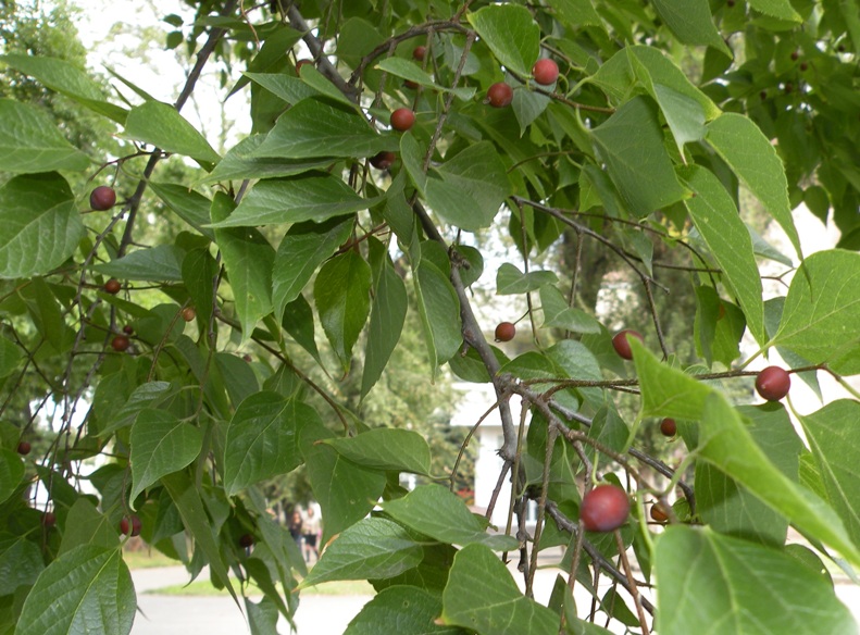 Изображение особи Celtis occidentalis.